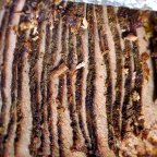 Smoking Small – 8 lb Brisket