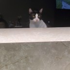 Beethoven Has Always Been Curious When I’m Cooking